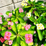 2 Euphorbia Milii Mixed Crown of Thorns Plant Live, Cold Hardy Succulent Houseplant 4-7" Tall with Constant Blooms
