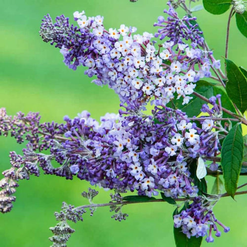 2 Butterfly Bush Live Plants, Light Buddleia Shrubs, 5–9 Inch Tall, Fragrant Flowering Shrubs, No Pot