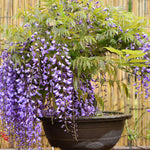 Purple Wisteria Tree Live Plant, Fragrant Flowering Vine in 2.5'' Pot, Blooming Wisteria Tree fot Container and Garden Growing