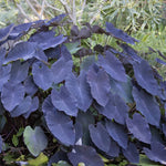 Black Colocasia Elephant Ear Plants Live 4–7 Inches Tall, Taro Alocasia Tropical Foliage Plants for Outdoor Garden Home Decor