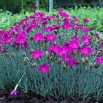 Set 6 Mixed Dwarf Dianthus Perennial Plants Live, Dianthus Live Plants for Outside Planting, Pink White Red Dianthus Color, Dianthus Flower Plant Live, Zones 3 to 9