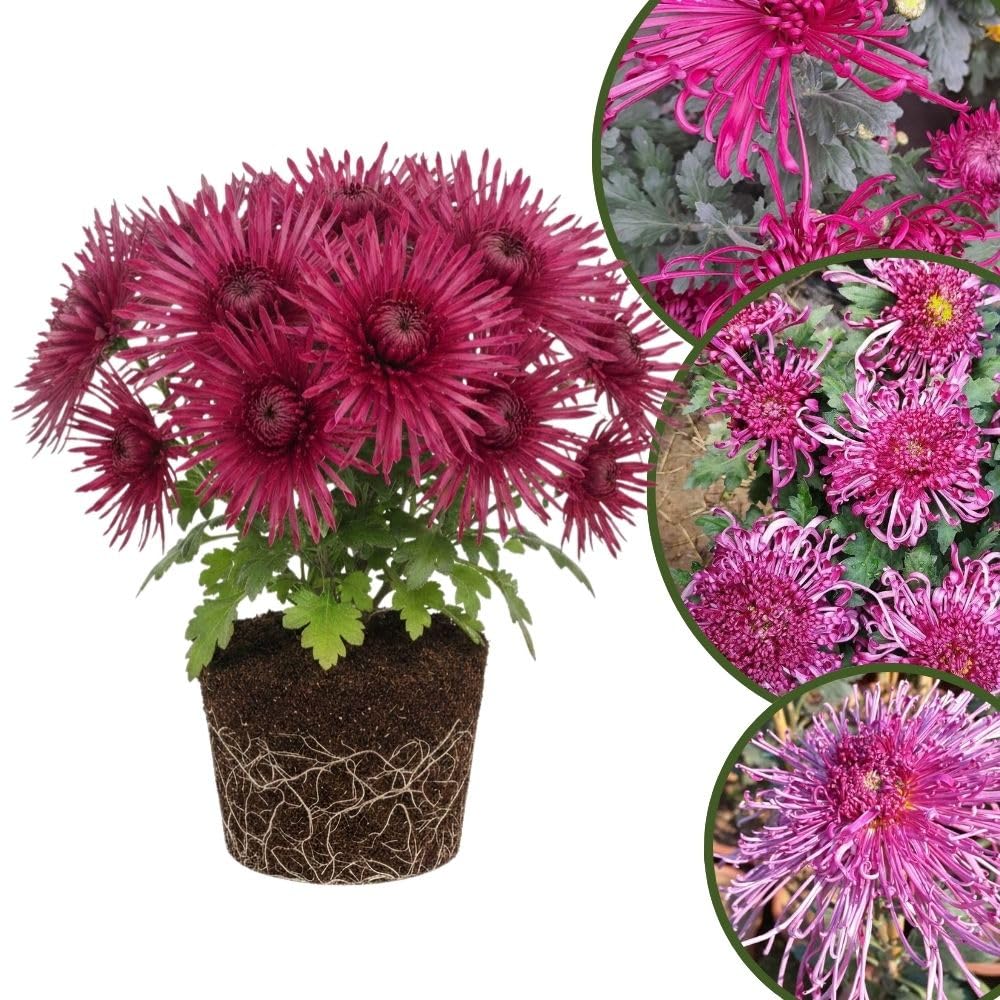Chrysanthemum Plants Live 4 to 7 Inch Tall, Mums Live Plants, Vibrant Perennial Mum Plant for Planting in Garden (Dark Purple)