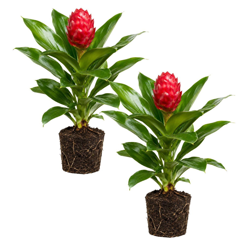 2 Awapuhi Shampoo Ginger Live Plants, Red Shampoo Ginger 4-7 Inch, Red Ginger Lily, Zingiber Zerumbet, Outdoor Growing, Ready to Grow