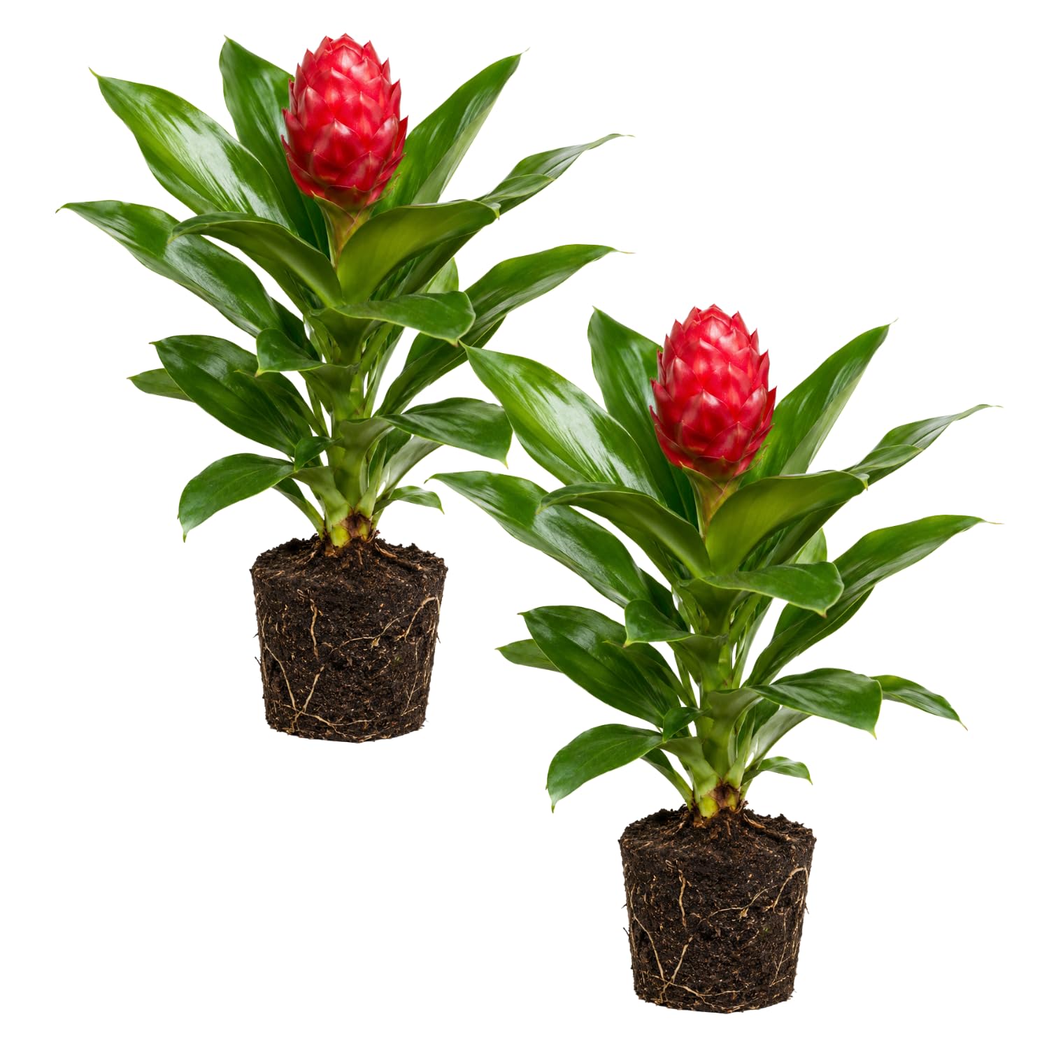 2 Awapuhi Shampoo Ginger Live Plants, Red Shampoo Ginger 4-7 Inch, Red Ginger Lily, Zingiber Zerumbet, Outdoor Growing, Ready to Grow