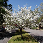 10-16" White Dogwood Tree Plant Live, White Flowering Dogwood Tree for Planting Outdoors, 10 to 16 Inc Tall in Quart Pot