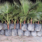 Live Palm Tree Plant in 3 Gallon Pot, No CA, Large Fully Rooted Size, Ready to Plant for Home Décor Indoor Outdoor Landscape, Rare Palm Trees, Huge Fan Leaves Palm