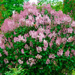 Kim Lilac Tree Live Plant for Outdoor Spring Planting, 1 Year Old Tree 6-12" Tall in Quart Pot, Purple Lilac Trees