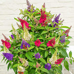 2 Butterfly Bush Live Plants, Mix Buddleia Shrubs, 5–9 Inch Tall, Fragrant Flowering Shrubs, No Pot