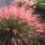 2 Muhly Grass Plants Live, 5-9 Inch Tall Hardy Ornamental Grass Live Plants for Landscaping and Borders (Ruby Muhly Grass)