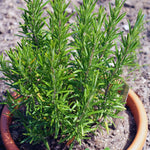 Set 3 Rosemary Plants Live, Blue Rosemary Live Plants, 3 to 5 Inc in Height