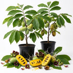 2 Pawpaw Live Fruit Trees, Cold Hardy, 6–12" Tall, Potted