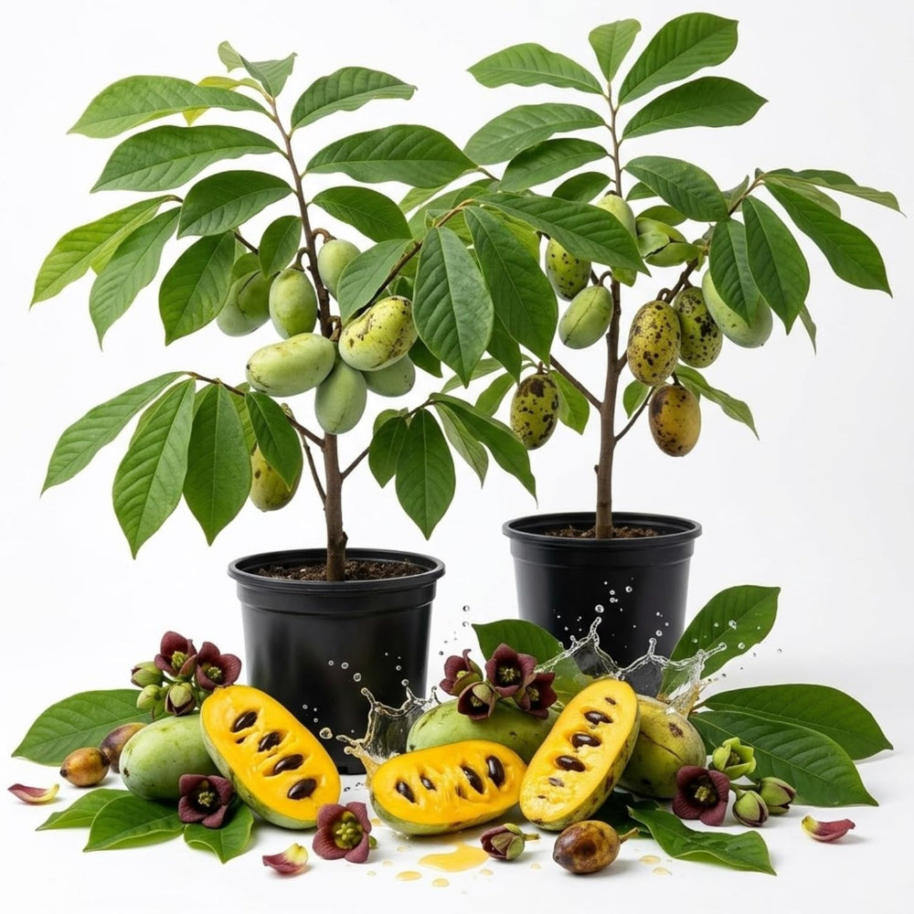 2 Pawpaw Live Fruit Trees, Cold Hardy, 6–12" Tall, Potted