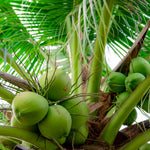 Live Dwarf Coconut Tree Plants, Sweet Tropical Fruit Tree, 2-3 Feet Tall, Ready for Planting