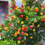 Roses Live Plant, Climbing Rose Plant Live from 5'' Tall, Bush Shrub Plants, Fragrant Flower Garden (Orange Yellow Red)