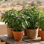 Set of 2 African Basil Live Plants 4-7 Inches, Fragrant Basil Herb Starter for Gardening, Fast Growing, Drought Tolerant
