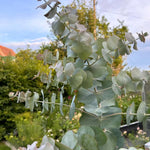 Baby Blue Eucalyptus Plant Live, Eucalyptus Tree Live, Well Rooted Starter Plants, Fragrant Foliage Ornamental Plant, 5-7 Inches Tall, Indoor Outdoor Landscape