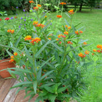 2 Tropical Milkweed Plants Live, 5-8 Inch Tall, Butterfly Milkweed Asclepias Tuberosa Plant for Perennial Flower