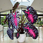Pack 2 Alocasia Live Plant for Planting, Indoor Houseplant Alocasia Plant Live, 5 to 7 Inc Tall, Bare Root, Alocasia Colocasia Taro Plant for Ornamental Plants (Black Red Colocasia)