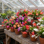 Random Easter Cactus Plant Live 4-6 Inches, Vibrant Spring Bloomer for Indoor Decor, Patio Pots, Ready to Grow