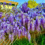 Wisteria Live Plant in 2.5" Pot, 6-12 Inch Tall Fragrant Wisteria Vine for Garden Trellis and Containers, Indoor Outdoor (Purple Wisteria)