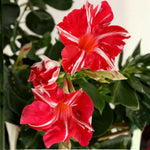 2 Red Stripe Mandevilla Plants Live 4–7" Tall, Live Mandevilla Flowering Tropical Vines for Patio, Containers and Backyard Landscaping