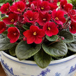 Red African Violet Plant Live, 4 Inch Pot, Indoor Flowering Plant