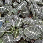Black Velvet Alocasia Plant Live, Rare Tropical Alocasia Indoor Houseplant 4-7 Inches