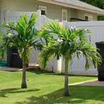 Palm Tree Live Plant Indoor Outdoor, Rare Succulent Palm Houseplant for Indoor or Outdoor Growing, 1 Gallon Pot, Bright Red Fruit