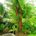 Palm Tree Plant, Live Tropical Palm Tree, Fully Rooted in 3 Gallon Pot, Ready for Outdoor Planting (Red Palm)