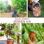Peach Tree Live Plant, Outdoor Garden Fruit Tree, 1-2 Ft Tall