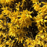 Lynwood Gold Forsythia Bush for Planting 14 to 18 Inch Height, Fragrant Forsythia Flower in Gallon Pot, Yellow Forsythia Plant Live