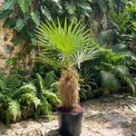 Palm Tree Plant, Live Tropical Palm Tree, Fully Rooted in 3 Gallon Pot, Ready for Outdoor Planting (Old Palm)