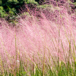 2 Muhly Grass Plants Live, 5-9 Inch Tall Hardy Ornamental Grass Live Plants for Landscaping and Borders (Pink Muhly Grass)