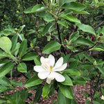 Magnolia Tree Live Plant 12 to 18 Inch Tall, Fragrant Magnolia Plant Live, Magnolia Bush Live Plant in Gallon Pot (White Magnolia)