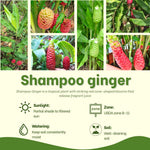 Zingiber Zerumbet Shampoo Ginger Plant Live 4-7'' Tall, Hawaiian Ginger Lily Rhizomes, Pinecone Gingers for Outdoor Garden