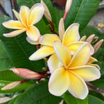 Plumeria Plant Live, 2-3 Feet Tall in 1 Gallon Pot, Frangipani Flowering Tropical Plant (Yellow Plumeria)
