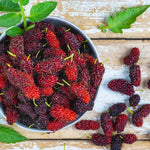Mulberry Tree Live Plant 5 to 8 Inc Height, Sweet Mulberry Bush Live Plant, Mulberry Plant Live (Dwarf Mulberry)