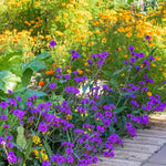 Pack 4 Purple Perennial Verbena Plants, Purple Verbena Live Plants, Verbena Flower Trailing Plants Live for Planting, Purple Verbena Plants in Zones 7 to 11