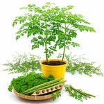 2PPP Moringa Plants Live, Malunggay Trees 5-8 Inches Tall
