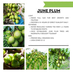 June Plum Plant Live in Gallon Pot, June Plum Tree Tropical Fruit, 2-3 Feet Tall, Cold Hardy
