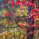 5 Dwaft Burning Bush Shrub Bare Roots, 4 to 6 Inc Tall, Live Bushes and Shrubs Outdoor Gardening Indoor Outdoor