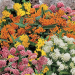 4 Mix Milkweed Plants Live 4-9 Inc Tall, Tropical Milkweed Plants Well Rooted, Outdoor Growing