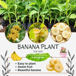 Banana Plant Live, Basjoo Banana Tree Live Plant, Hardy Banana Fruit Seedling 4 to 8 Inch Tall, Indoor Outdoor