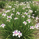 Pack 2 African Iris Plants Live for Outdoor Garden, Full Rooted from 4-6 Inches Tall, African Iris Flower Shrub, Easy Care for Summer Blooms
