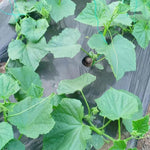 2 Green Cucumber Plants Live, Fast Growing Cucumber Vegetable Garden Plants, 5 to 9'' Tall