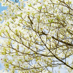 10-16" White Dogwood Tree Plant Live, White Flowering Dogwood Tree for Planting Outdoors, 10 to 16 Inc Tall in Quart Pot