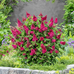 Raspberry Buddleia Butterfly Bush Plant Live, 5-9" in Tall, No Pot, Perennial Bushes Ready to Plant in Spring Outdoor Gardening, Dormant in Winter