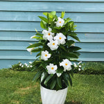 2 White Mandevilla Plants Live, Mandevilla Flower Plant, Mandevilla Live Plants, 5 Inc to 6 Inc Tall, Mandevilla Well Rooted for Garden