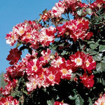 Climbing Roses Live Plants, Rose Bushes Ready to Planting, No Pot, Cut Back, Well Rooted, 6-8 Months Old (Fourth of July)