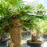 Palm Tree Live Plant, Fully Rooted in 3 Gallon Pot, Rare Tropical Plant Live for Indoor or Outdoor Growing, Old